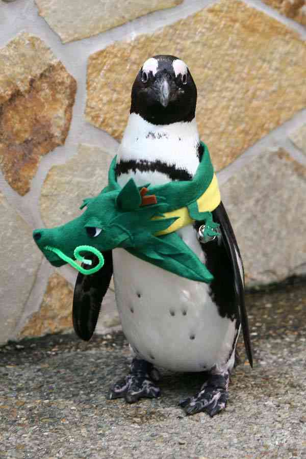 鳥なのに…酉コスプレ　ペンギンが園内ヨチヨチ　島根