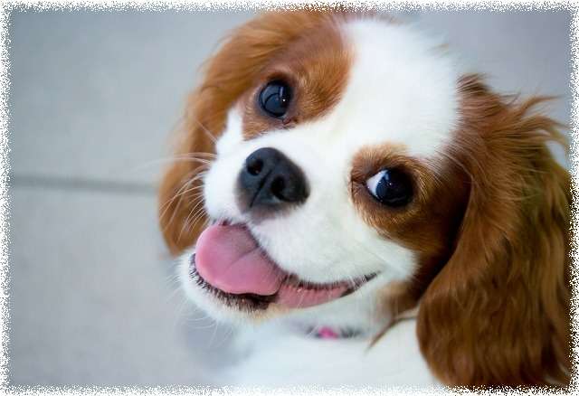 犬好きの為の雑談