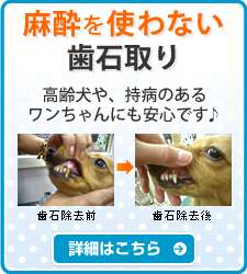 犬好きの為の雑談