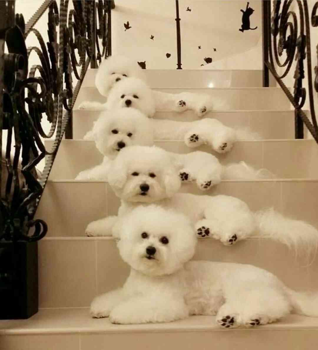 犬好きの為の雑談