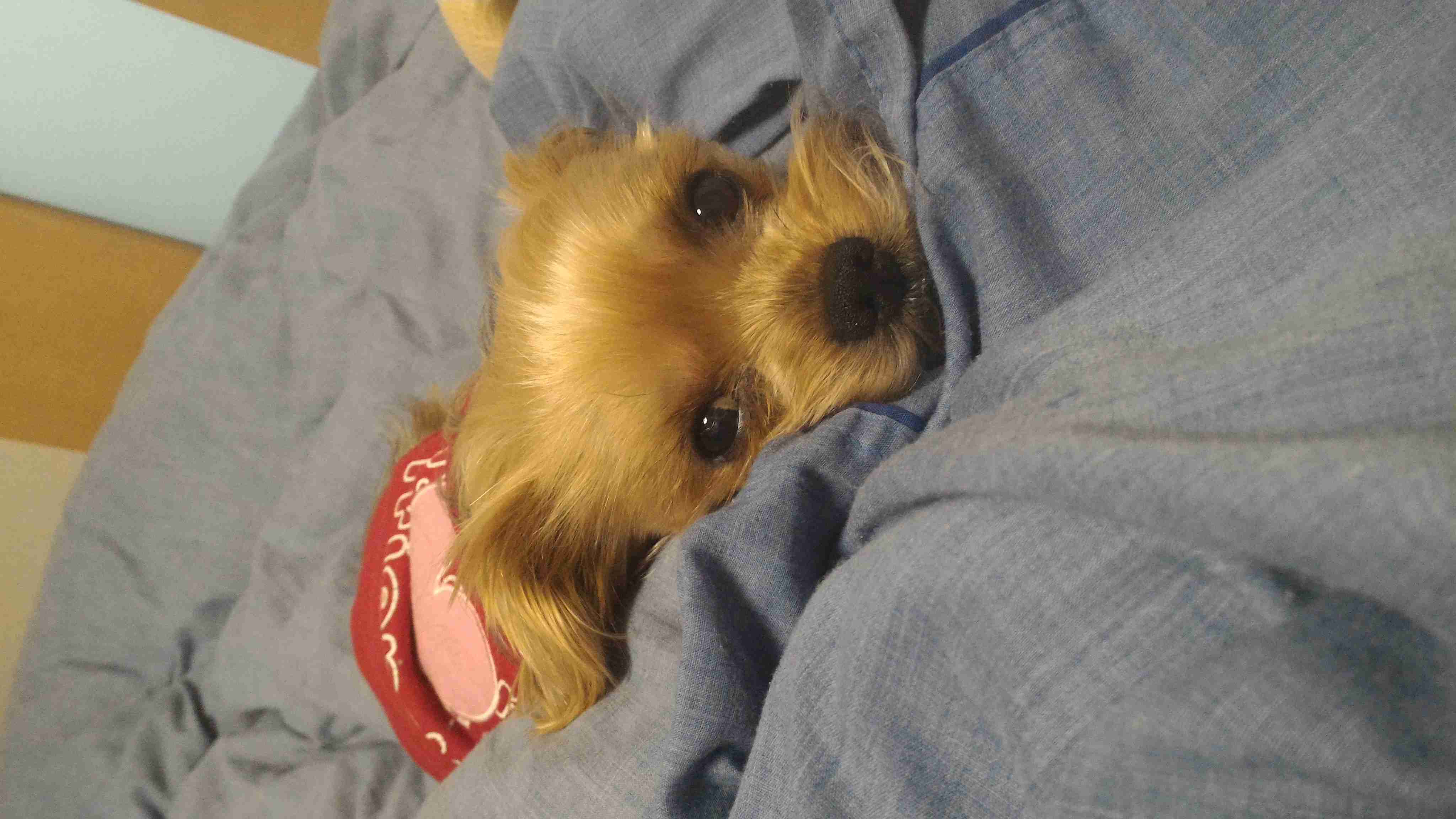 犬好きの為の雑談