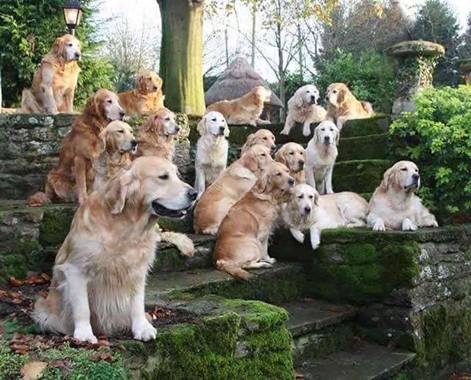 犬好きの為の雑談