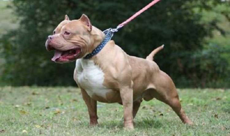犬好きの為の雑談
