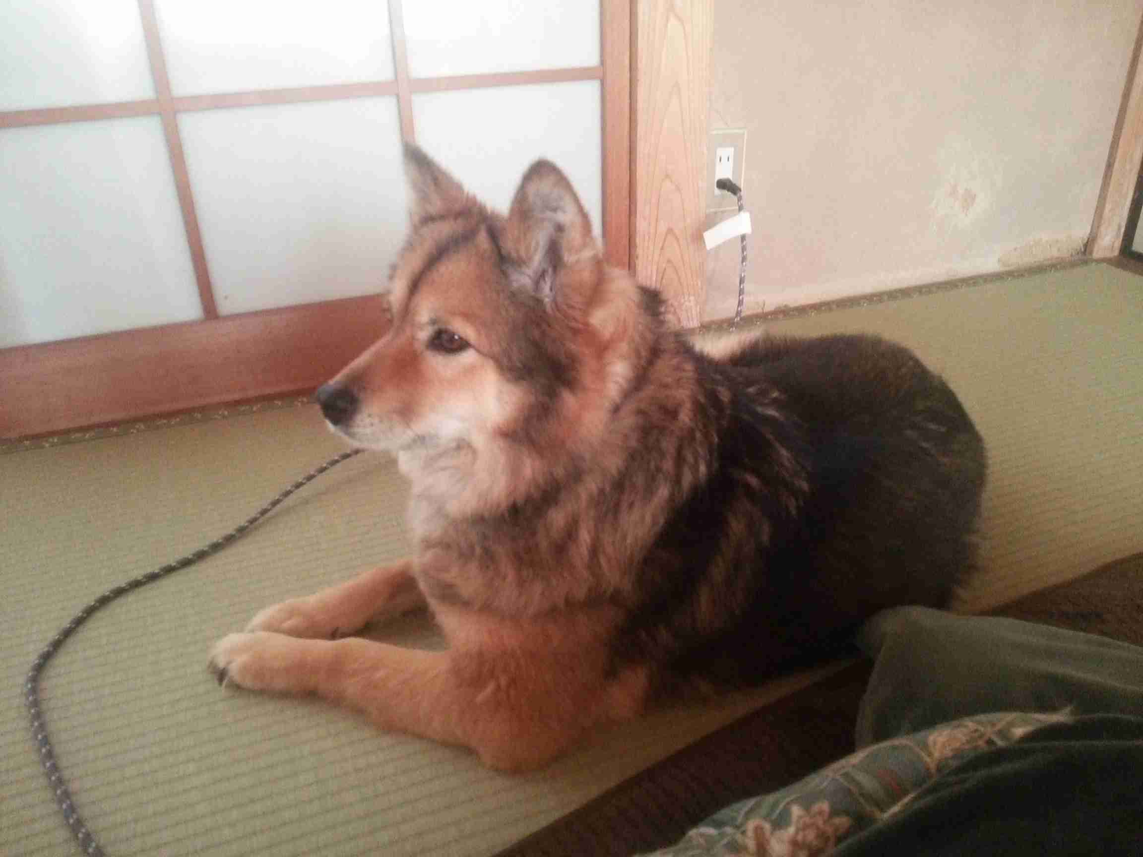 犬好きの為の雑談