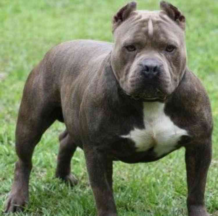 犬好きの為の雑談