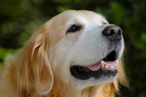 犬好きの為の雑談