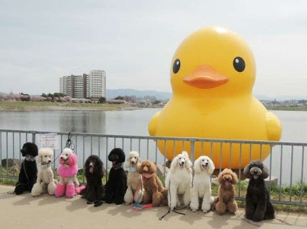 犬好きの為の雑談