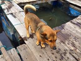 犬好きの為の雑談
