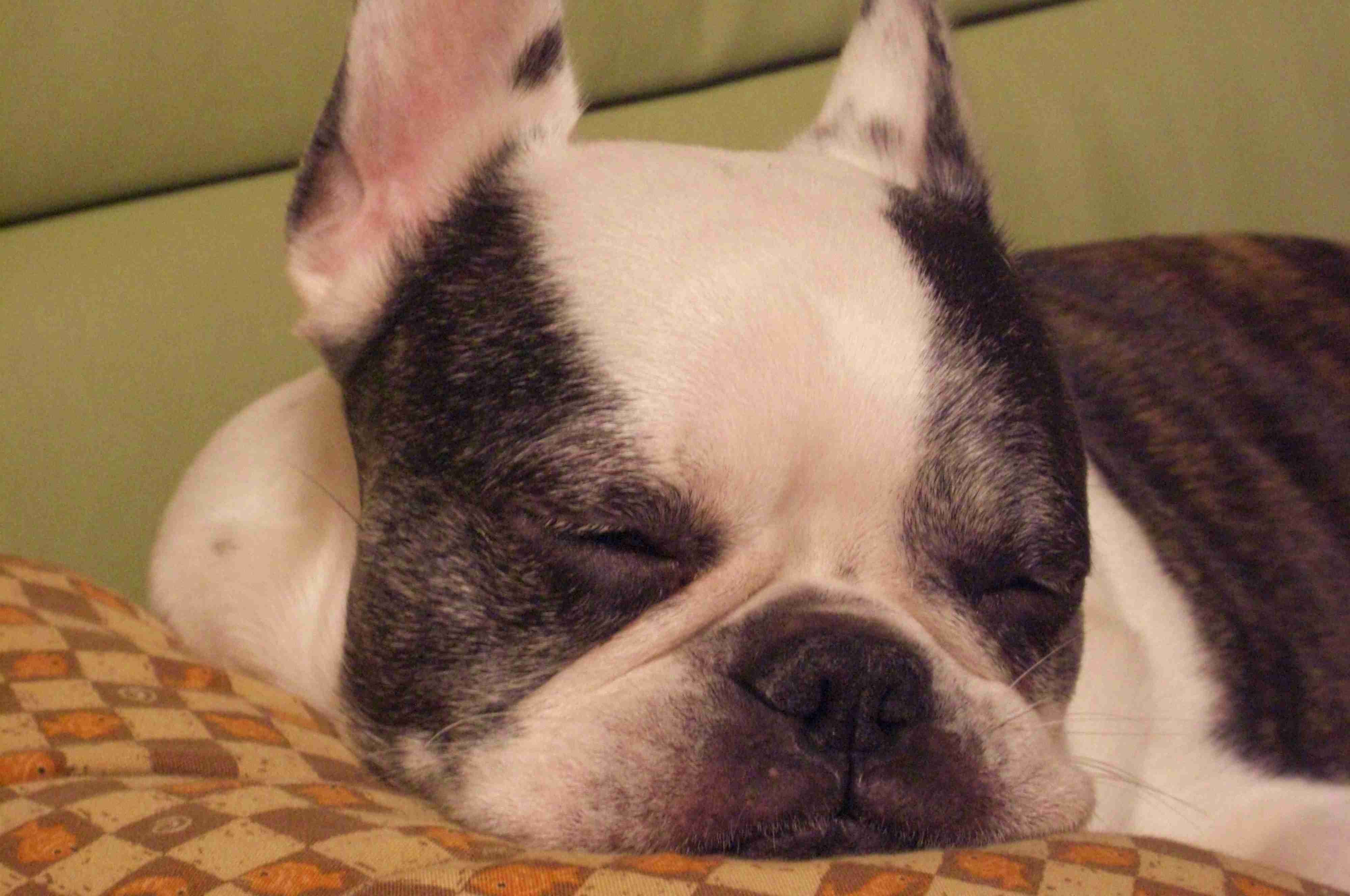 犬好きの為の雑談