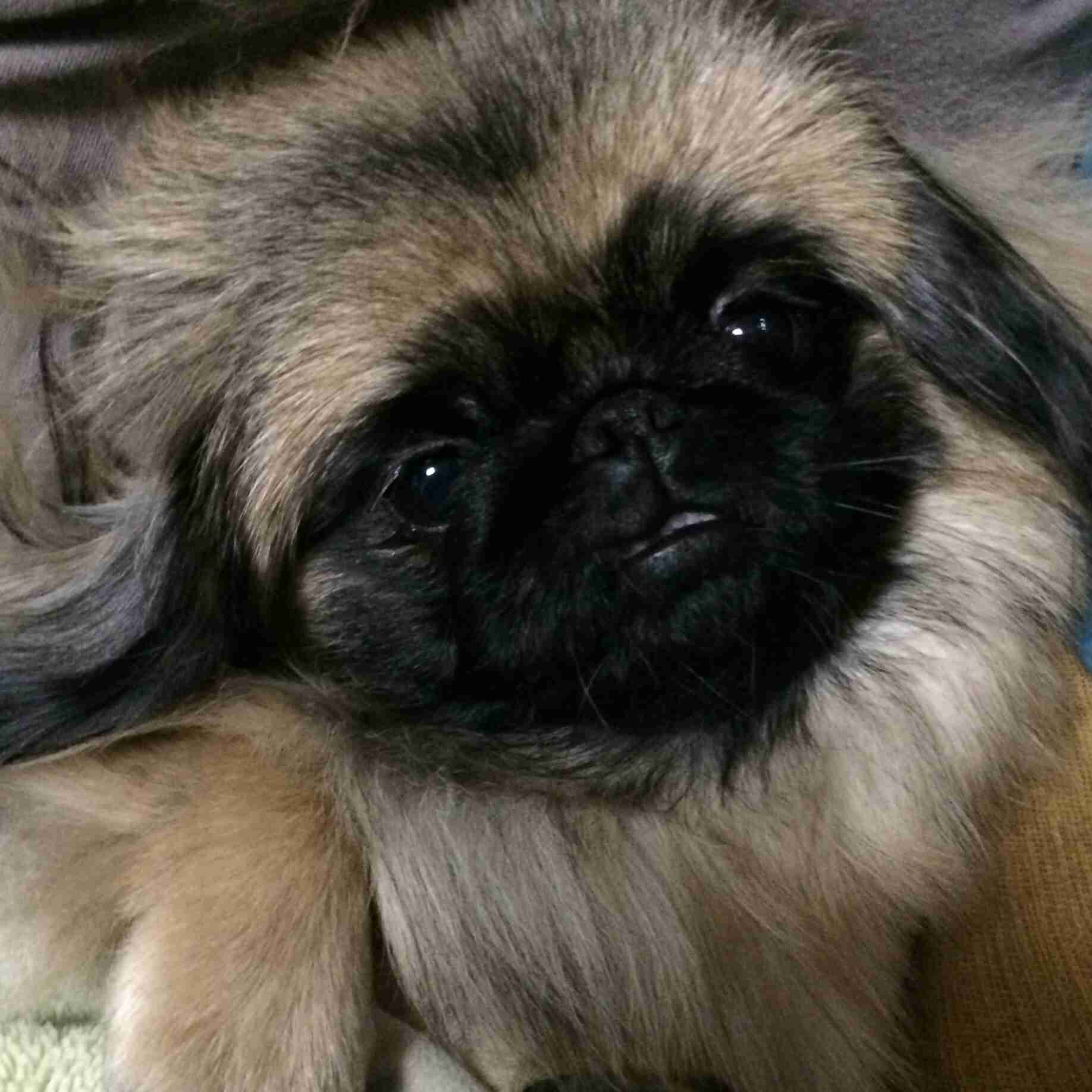 犬好きの為の雑談