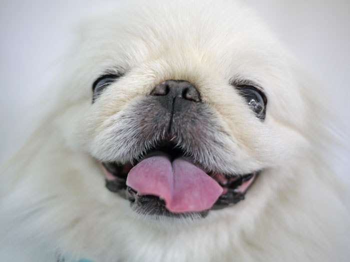 犬好きの為の雑談