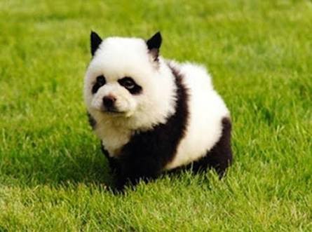 犬好きの為の雑談