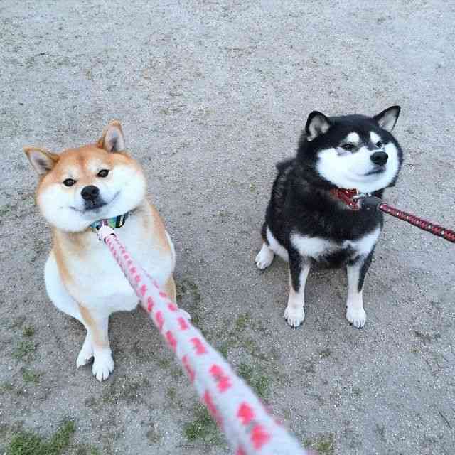 犬好きの為の雑談
