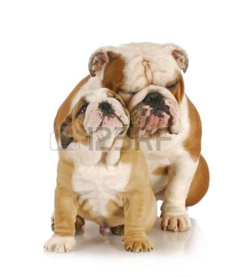 犬好きの為の雑談
