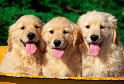 犬好きの為の雑談