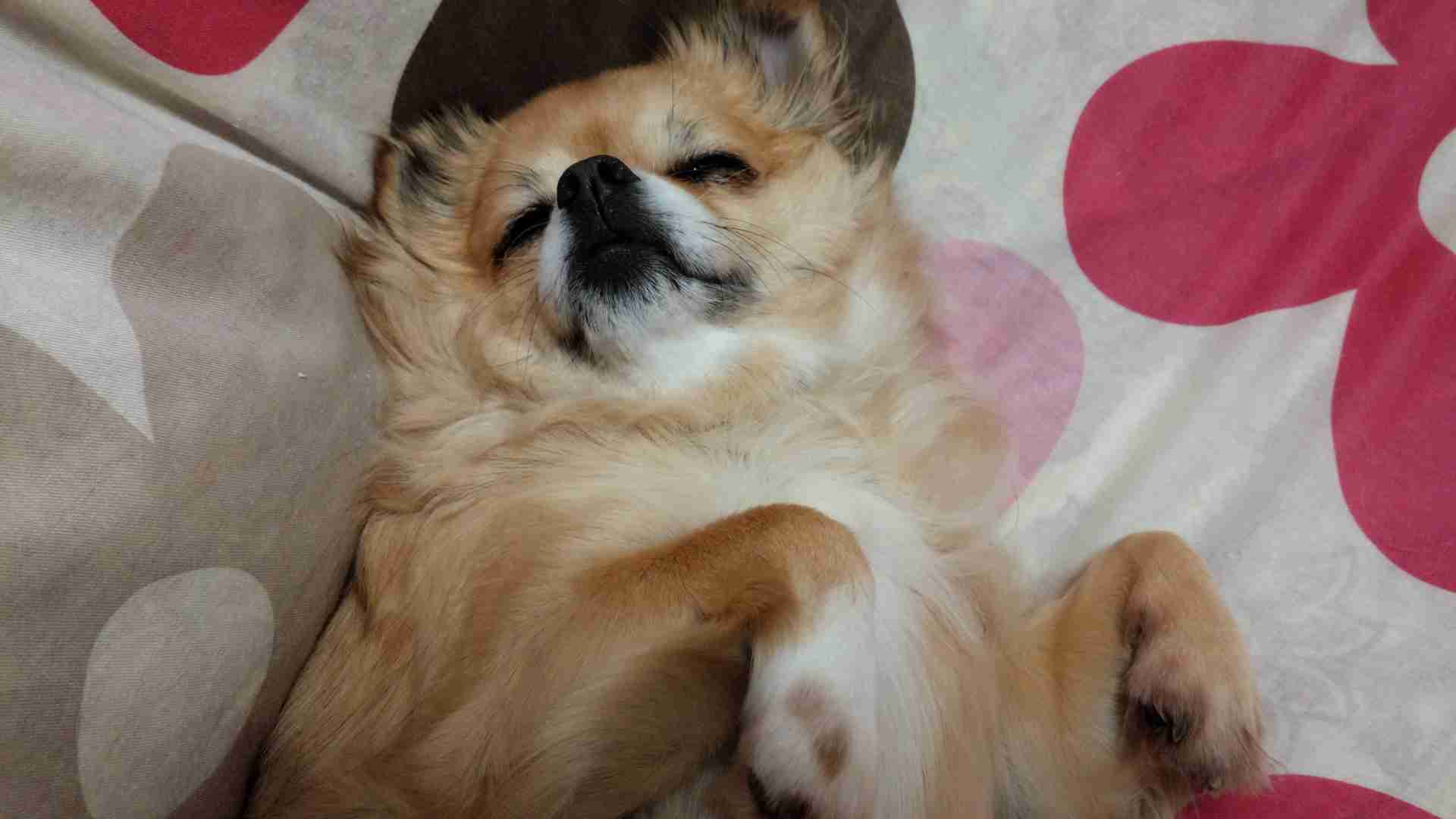 犬好きの為の雑談