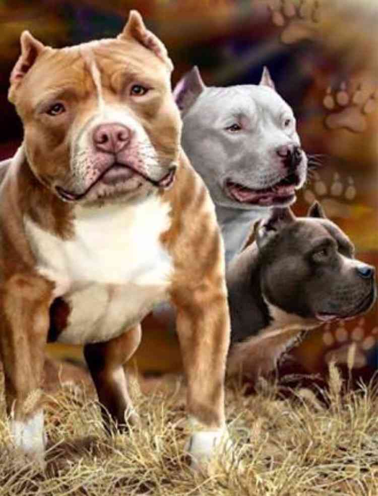 犬好きの為の雑談