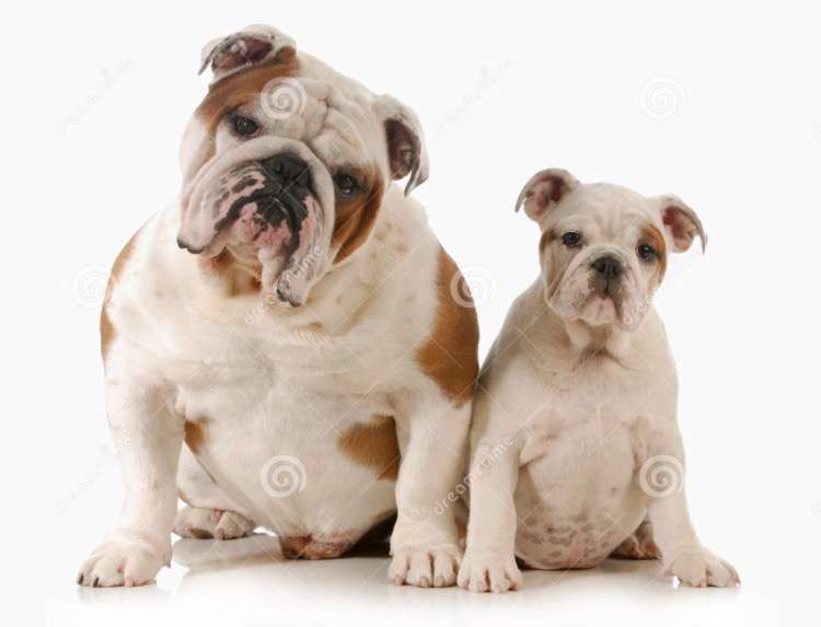 犬好きの為の雑談