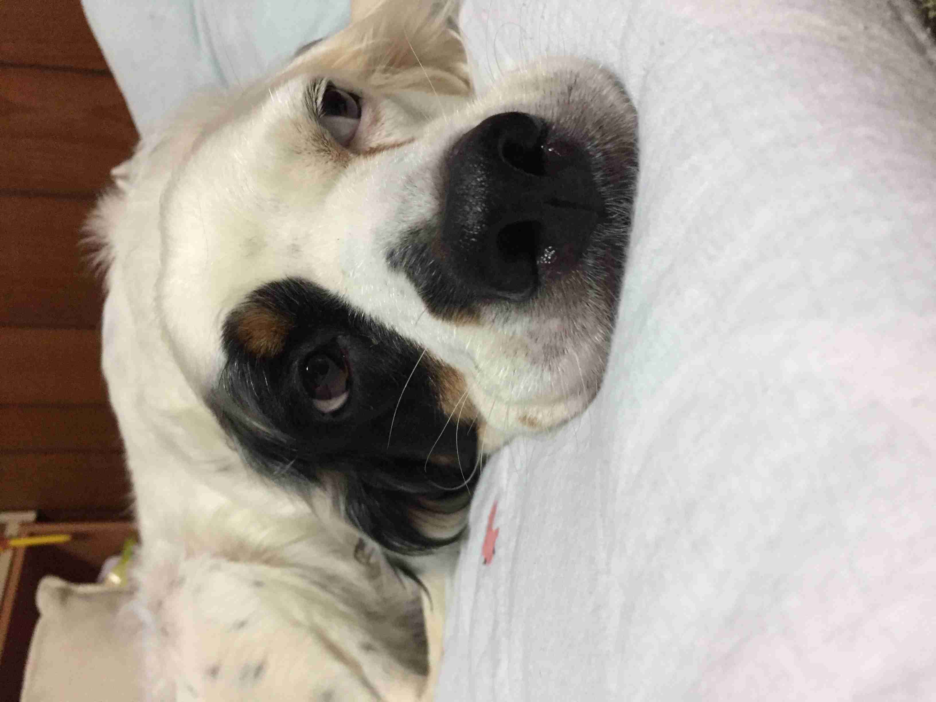 犬好きの為の雑談