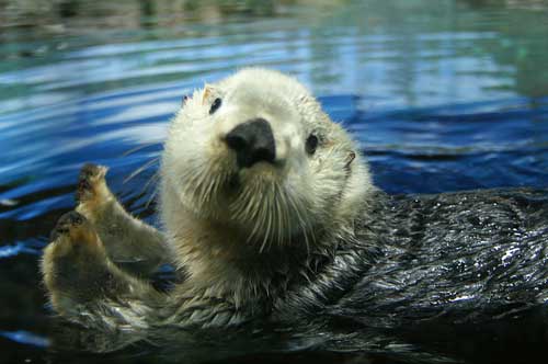 松本潤に二股疑惑が浮上 葵つかさのツイートに罵詈雑言が寄せられる