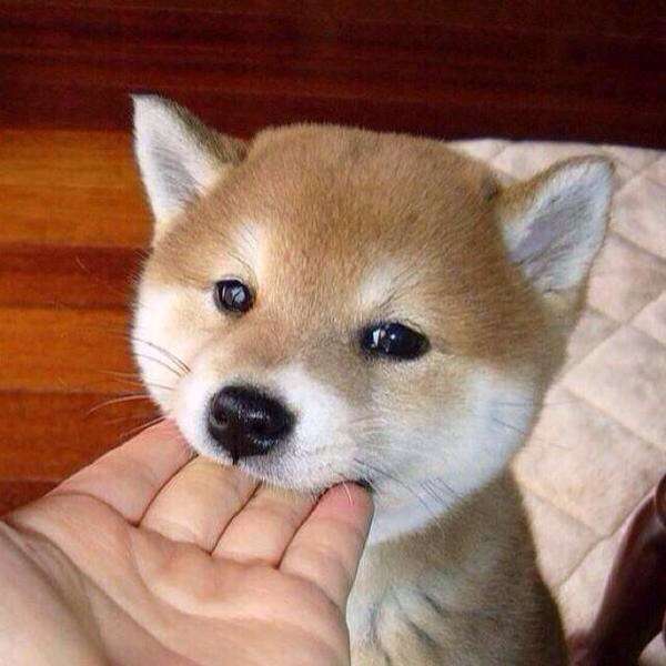 保存したくなる画像