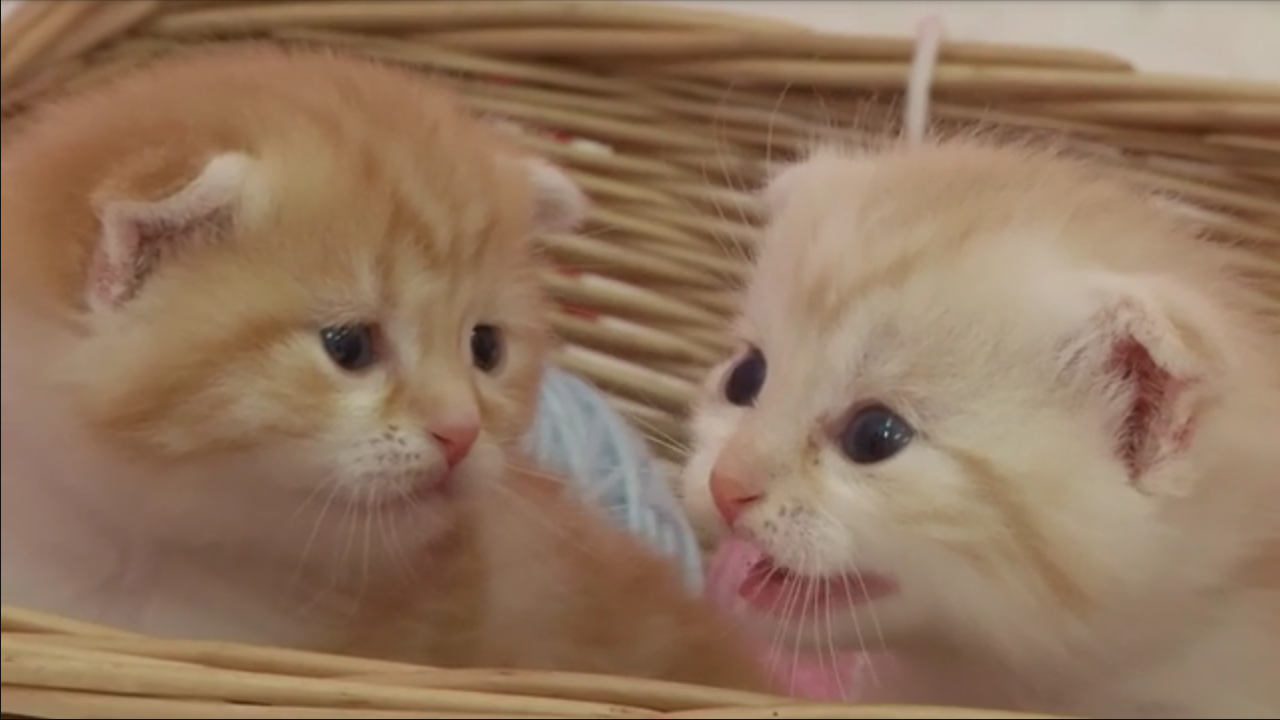 保存したくなる画像