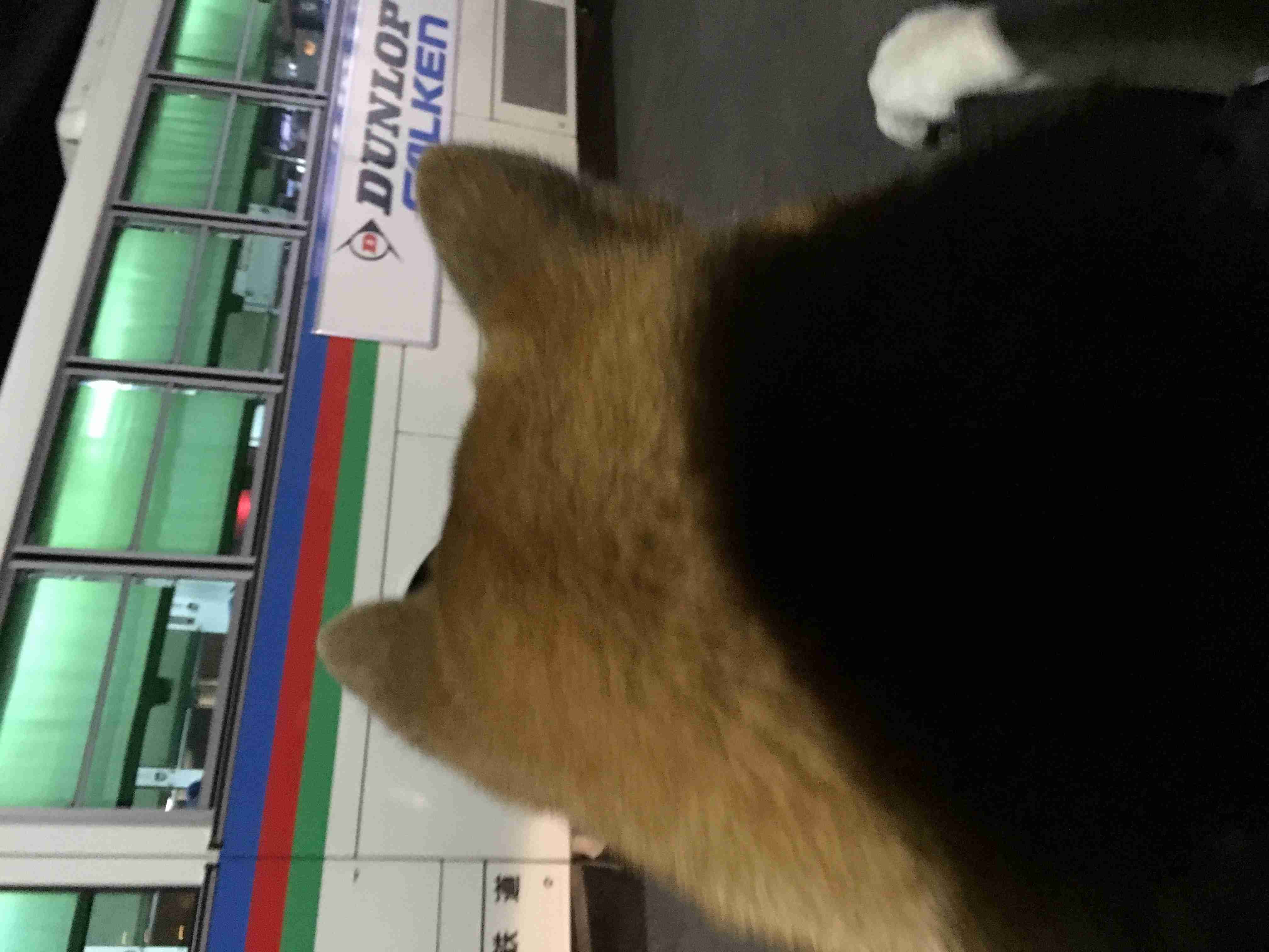 保存したくなる画像