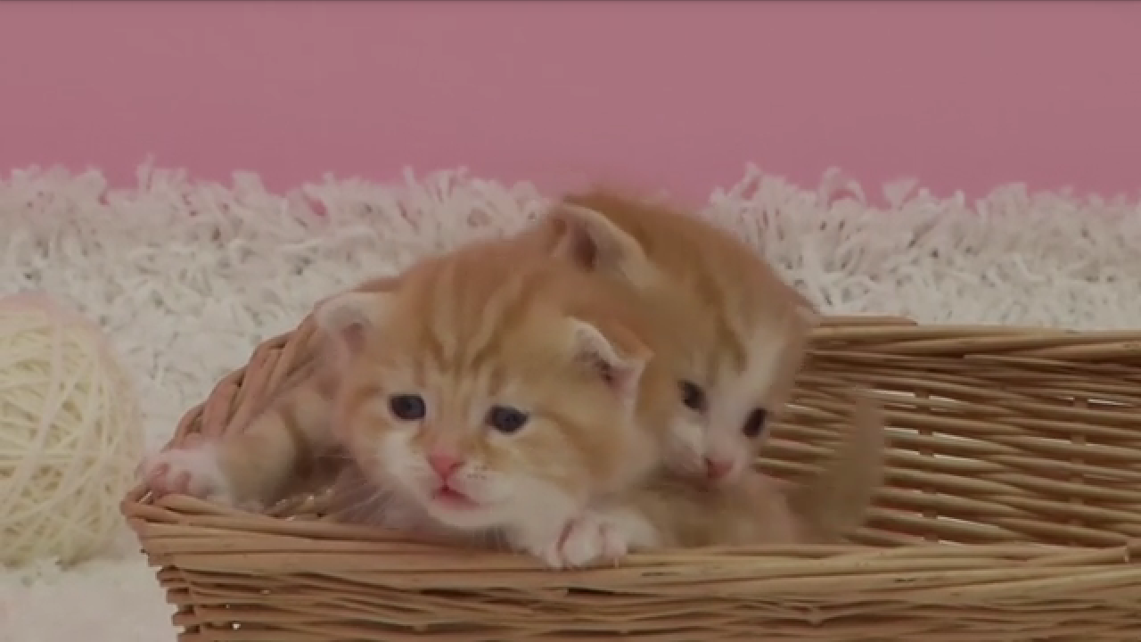 保存したくなる画像