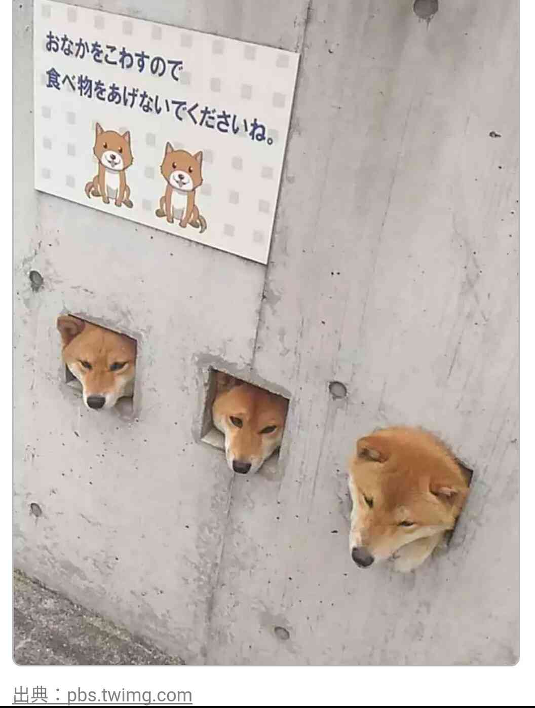 保存したくなる画像