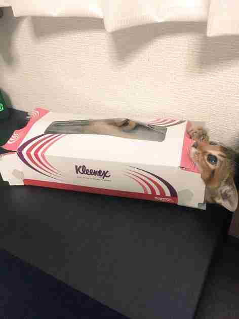 保存したくなる画像