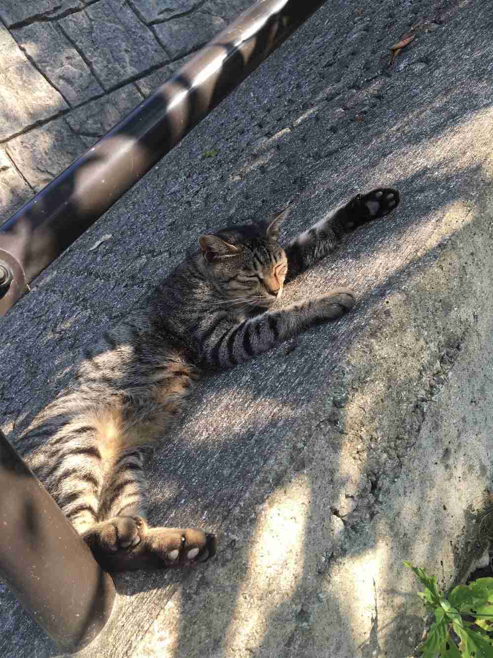 保存したくなる画像