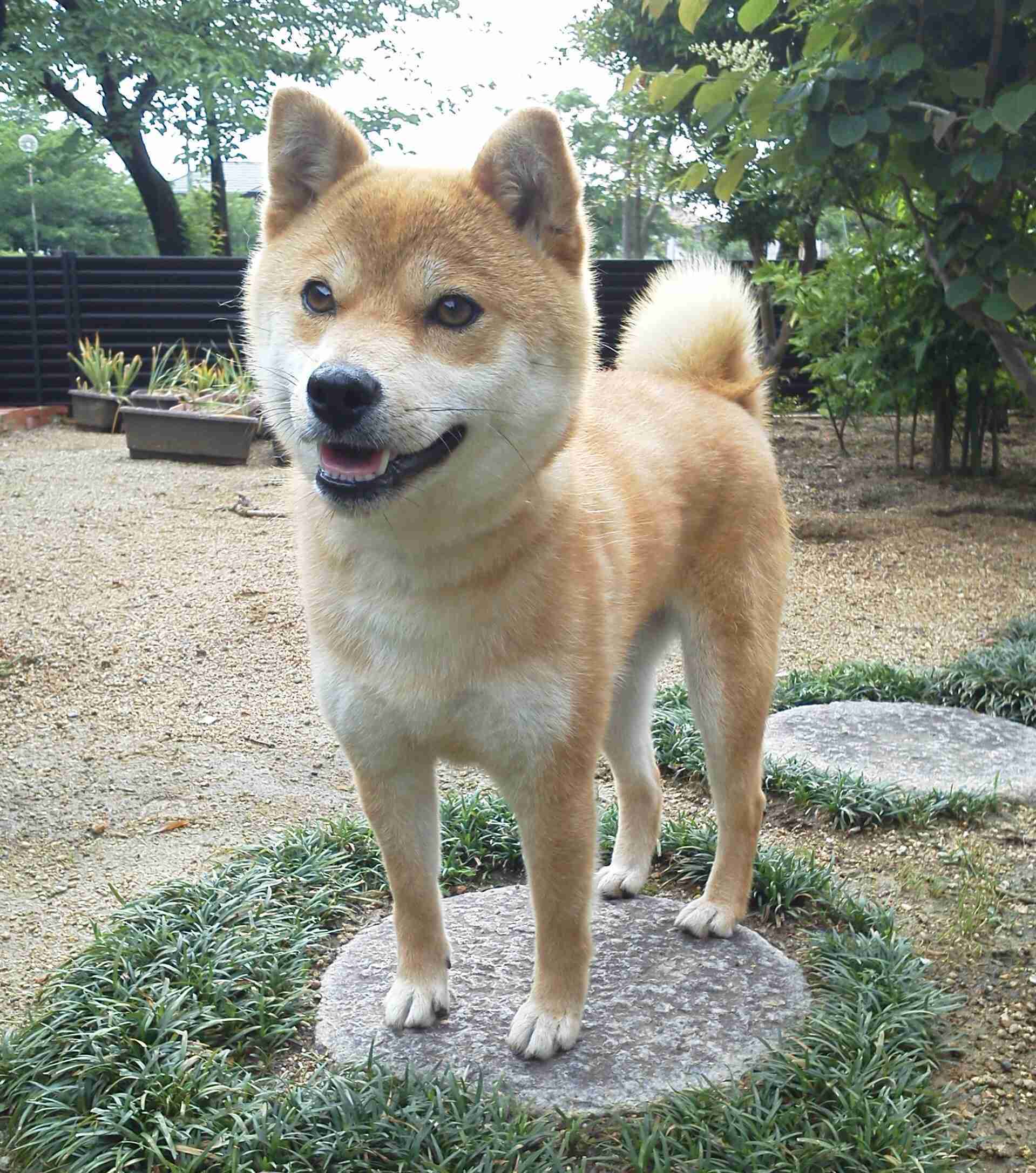 保存したくなる画像