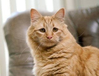 保存したくなる画像