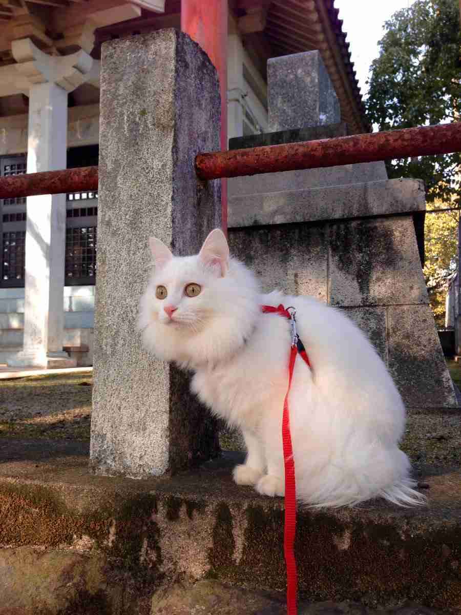 一粒万倍日＆天赦日（12月8日）