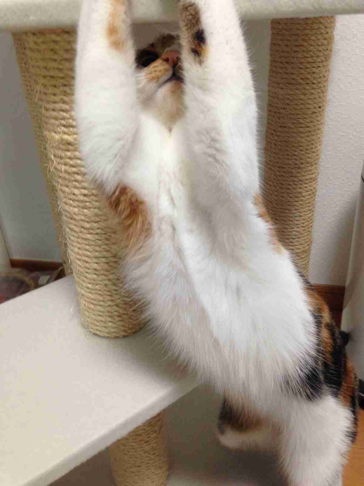 【速報】猫が筋肉自慢してきてムキムキ可愛い