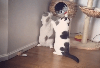 【速報】猫が筋肉自慢してきてムキムキ可愛い