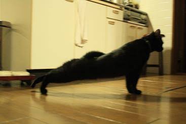 【速報】猫が筋肉自慢してきてムキムキ可愛い