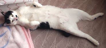 【速報】猫が筋肉自慢してきてムキムキ可愛い