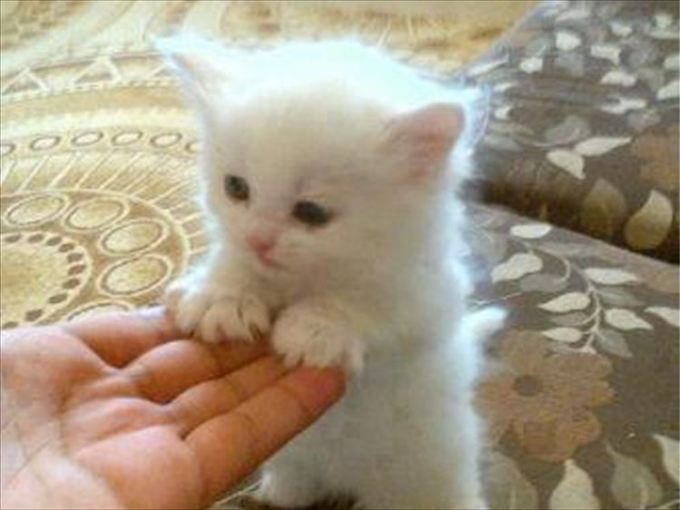 「世界一の猫タワーだニャン♡」飼い主さん、段ボールで愛を込めたDIY！