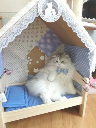 「世界一の猫タワーだニャン♡」飼い主さん、段ボールで愛を込めたDIY！