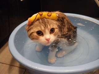 画像を活用してお話するトピ