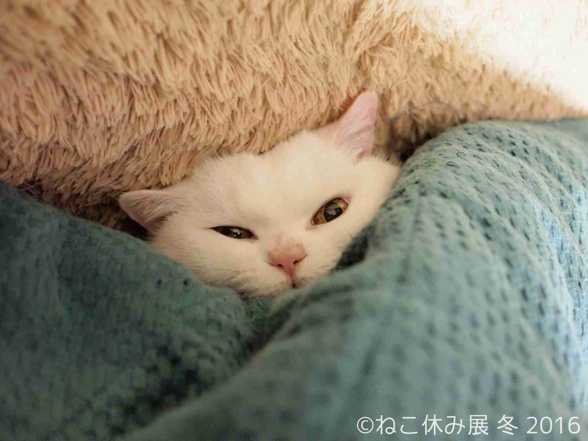 画像を活用してお話するトピ