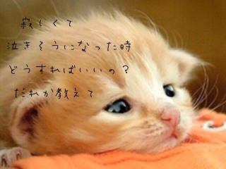 画像を活用してお話するトピ