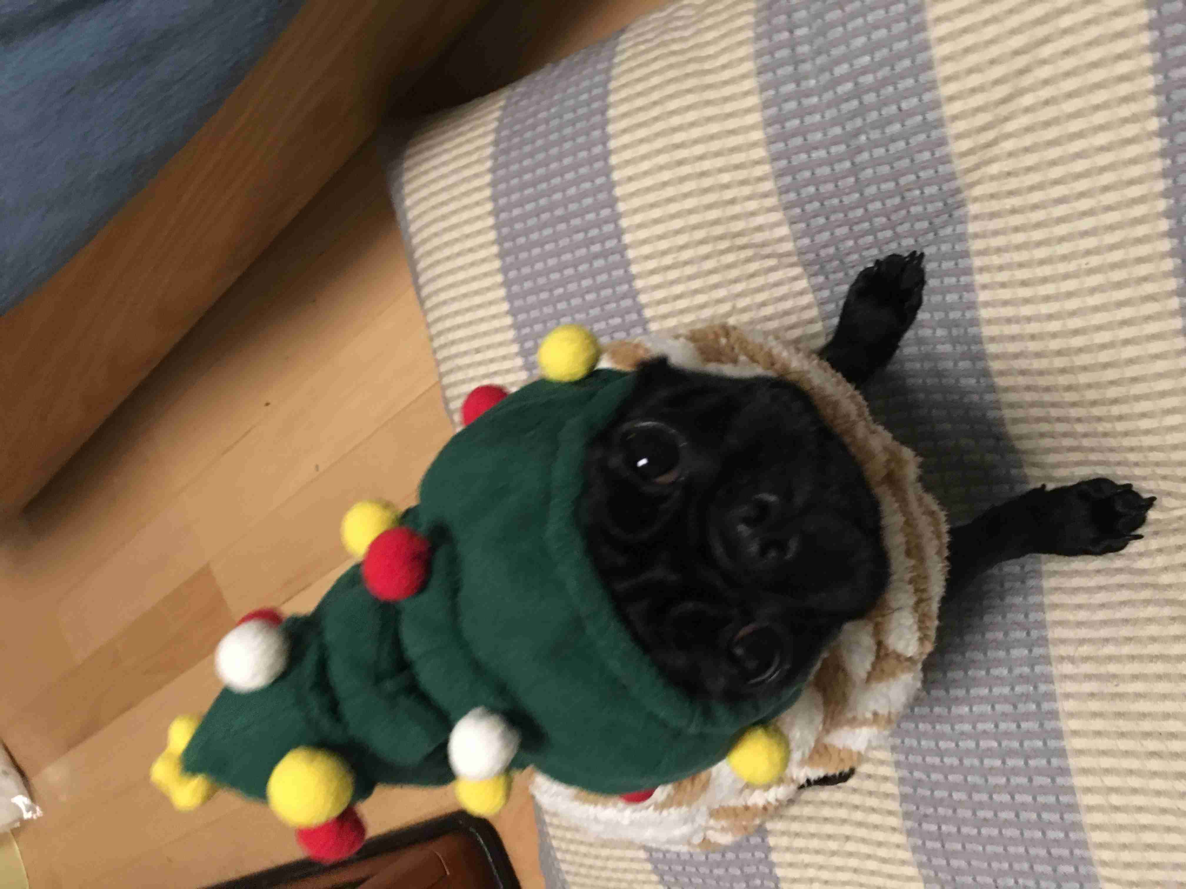 鼻ぺちゃ犬同好会