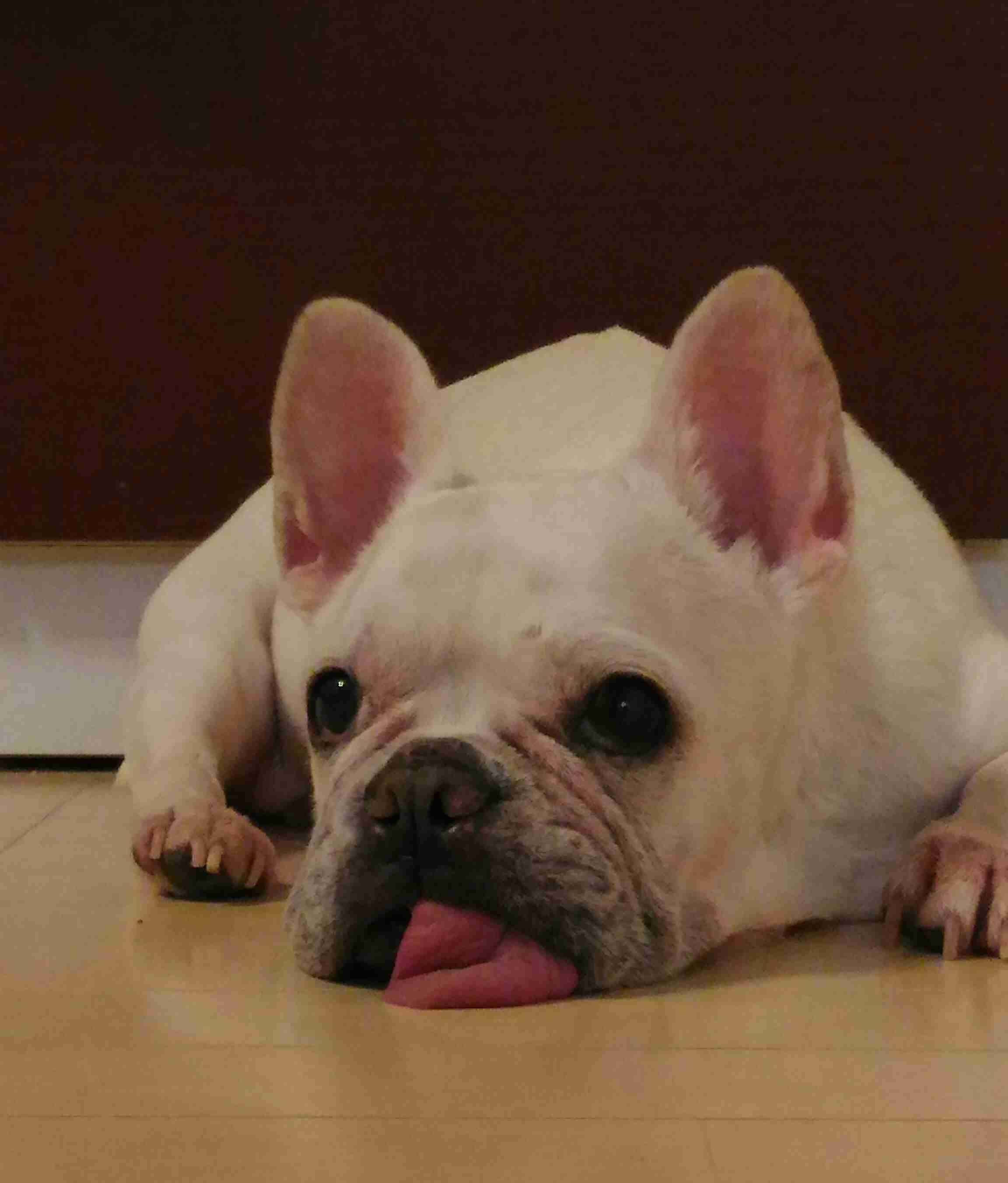 鼻ぺちゃ犬同好会