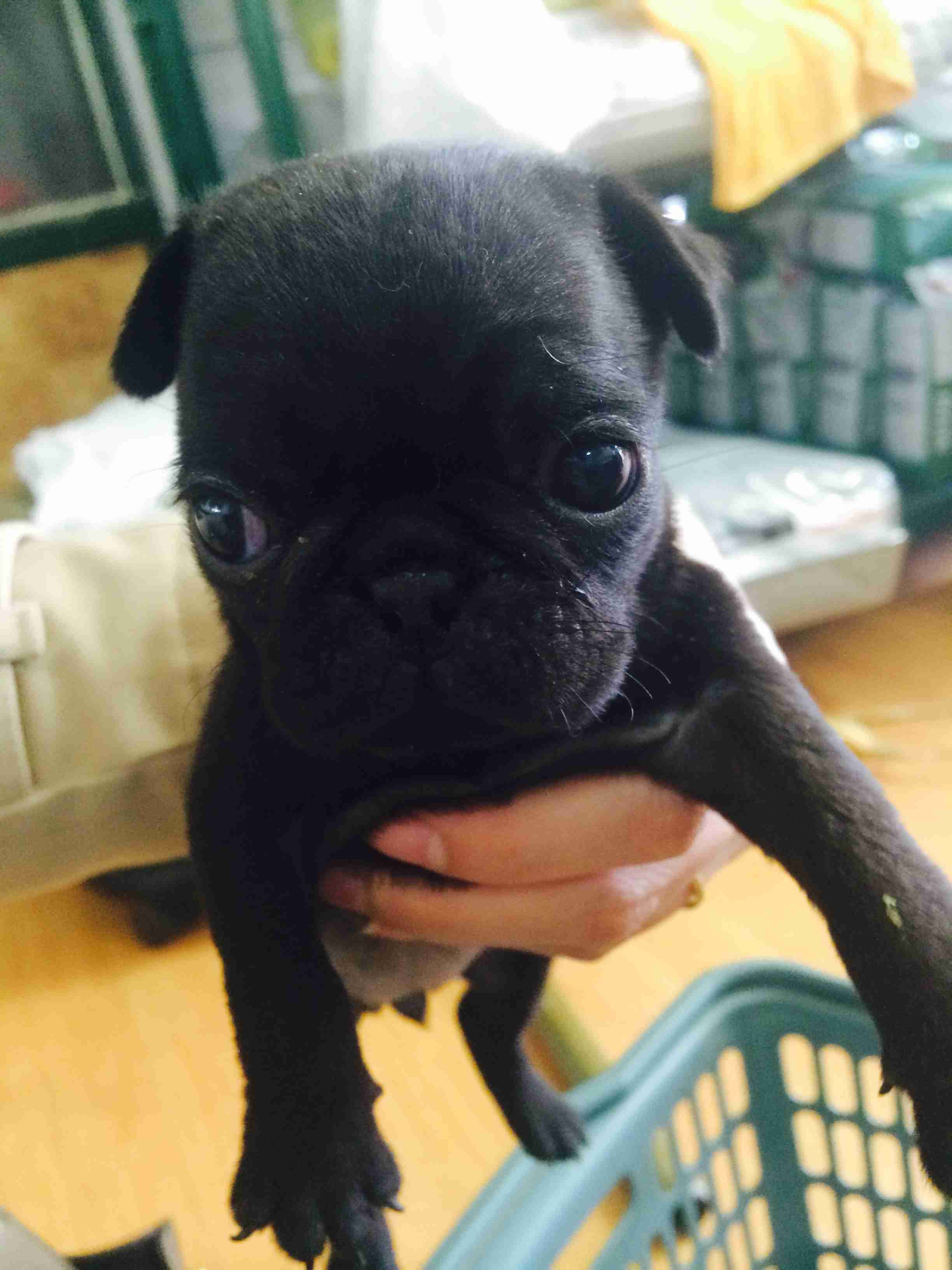 鼻ぺちゃ犬同好会