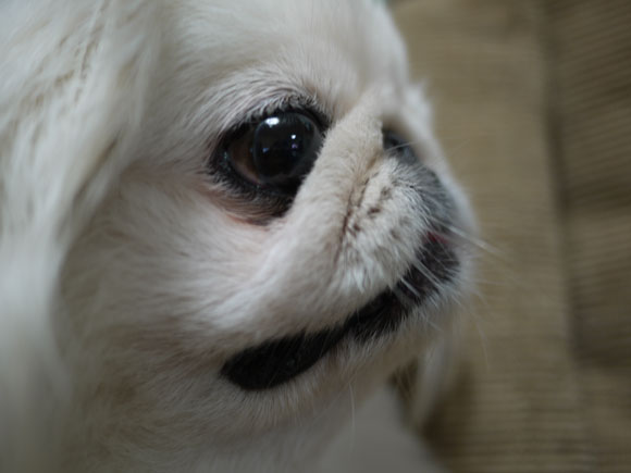 鼻ぺちゃ犬同好会