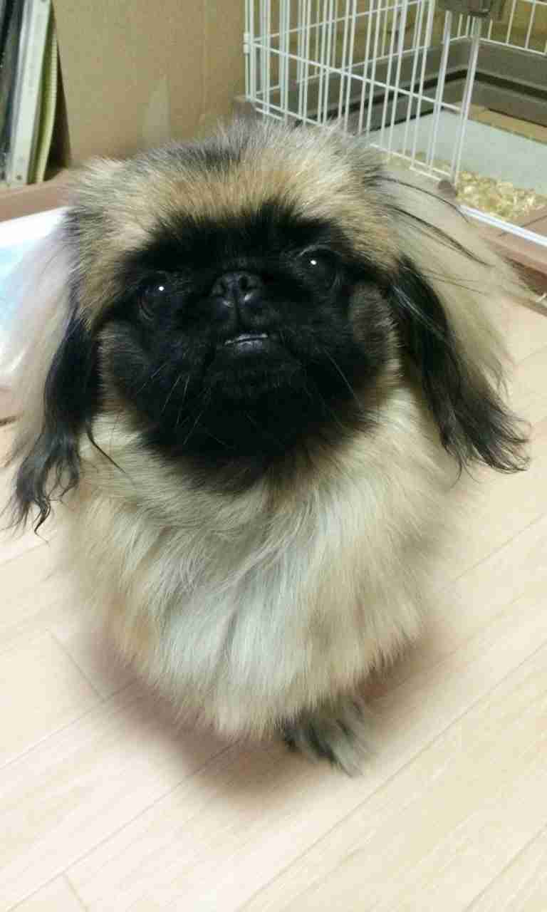 鼻ぺちゃ犬同好会