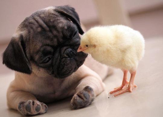 鼻ぺちゃ犬同好会