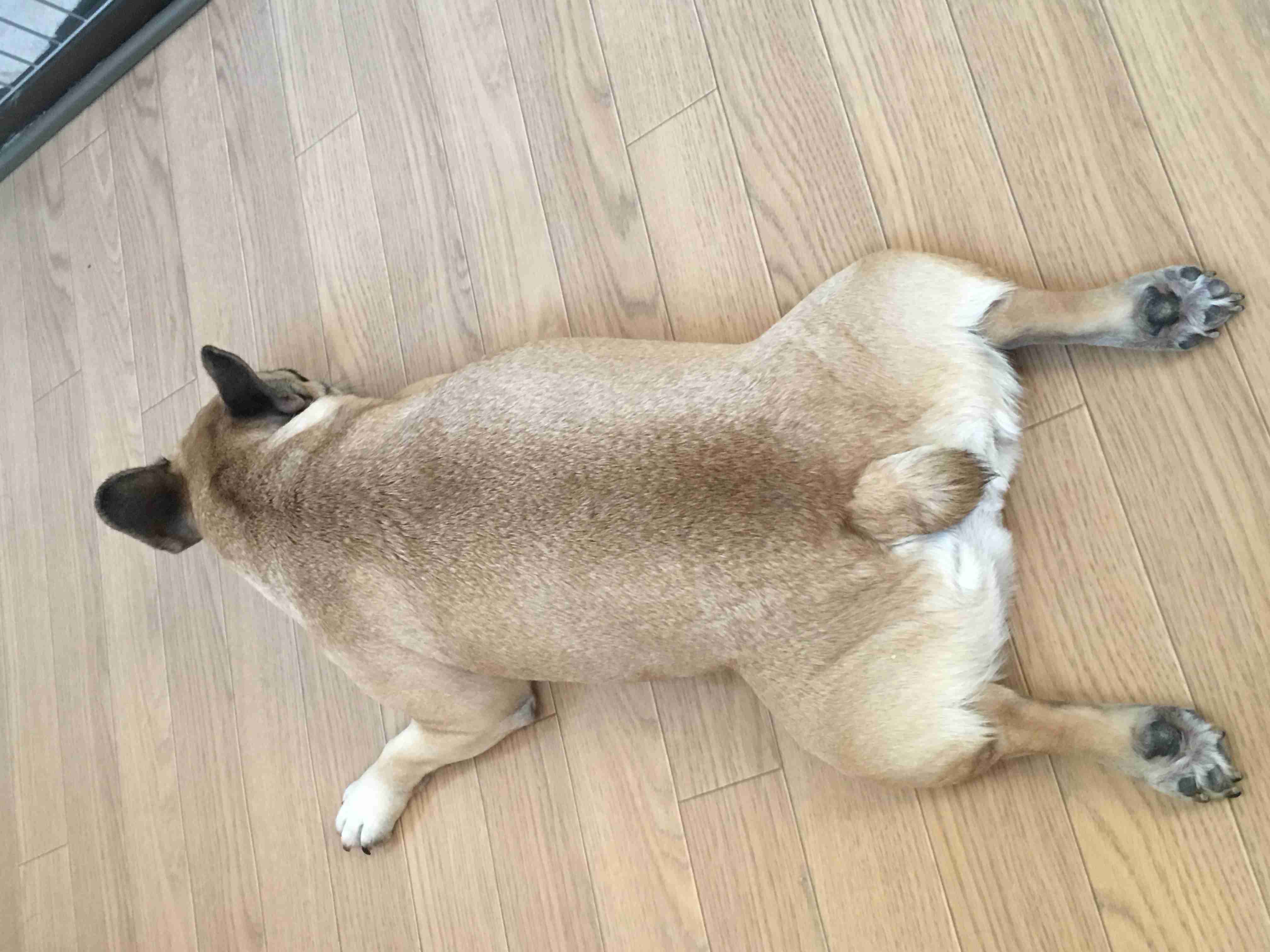鼻ぺちゃ犬同好会